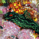 Illustration for article titled Striking Photographs Of Sea Slugs Expose The Alien World Under the Sea